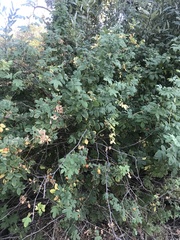 Rosa californica