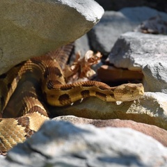Crotalus horridus