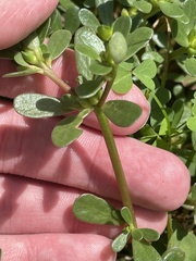 Portulaca