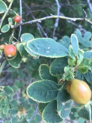 Rosa californica