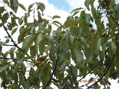 Fraxinus caroliniana