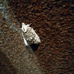Etanna clopaea