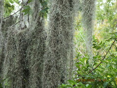 Tillandsia usneoides
