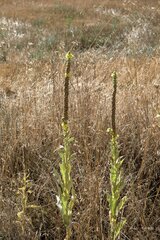 Verbascum thapsus