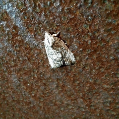 Etanna clopaea