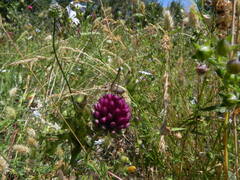 Allium sphaerocephalon