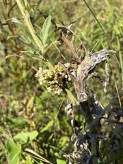 Cuscuta coryli