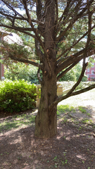 Cupressaceae