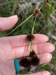 Rhynchospora cephalantha