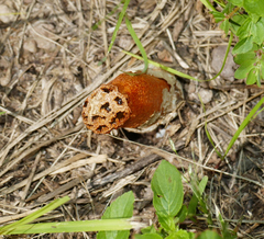 Lysurus periphragmoides