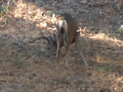 Odocoileus hemionus californicus
