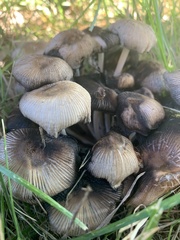 Coprinopsis atramentaria