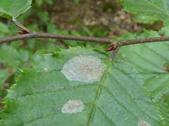 Phyllonorycter