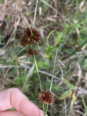 Rhynchospora cephalantha