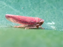Idiodonus cruentatus