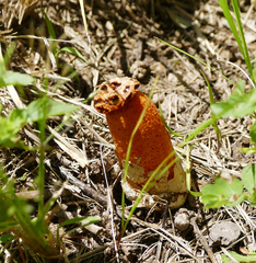 Lysurus periphragmoides