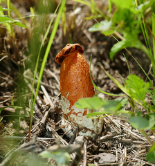 Lysurus periphragmoides