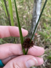 Rhynchospora cephalantha