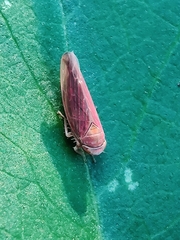 Idiodonus cruentatus