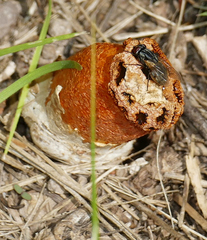 Lysurus periphragmoides