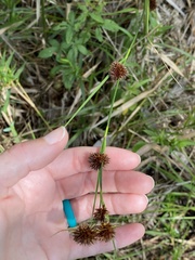 Rhynchospora cephalantha