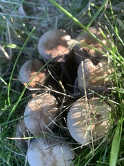 Coprinopsis atramentaria