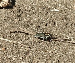 Cicindela punctulata