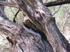 Drymarchon melanurus