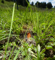 Lysurus periphragmoides