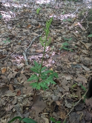 Sceptridium dissectum