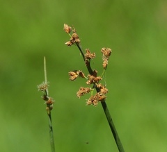 Schoenoplectus lacustris