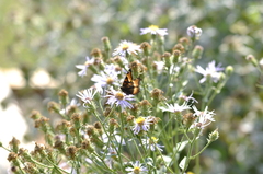 Aglais milberti