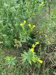 Oenothera