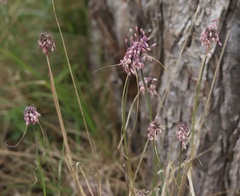 Allium carinatum