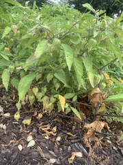 Physalis