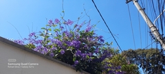 Petrea volubilis