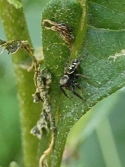 Paraphidippus aurantius