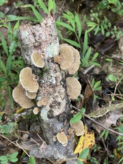 Trametes betulina