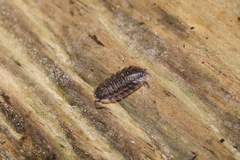 Oniscus asellus