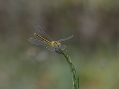 Sympetrum