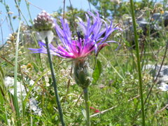 Centaurea triumfettii