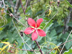 Hibiscus coccineus