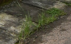 Diplachne fusca