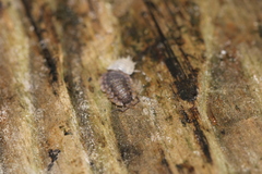 Oniscus asellus