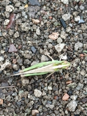 Aiolopus thalassinus