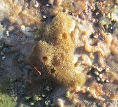 Porifera