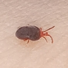 Trombidioidea