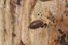 Oniscus asellus