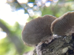 Trametes betulina
