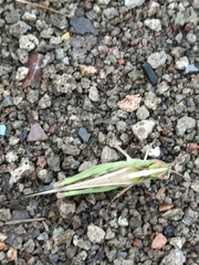 Aiolopus thalassinus